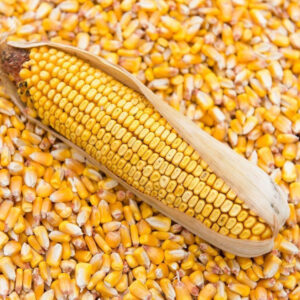 Maize