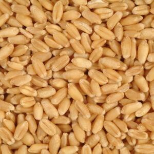 Wheat